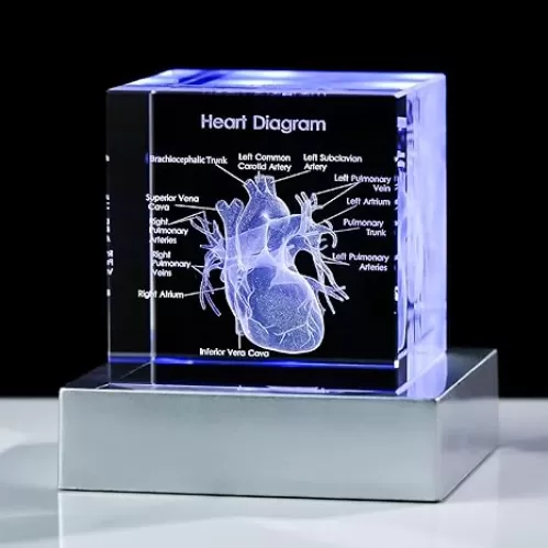 Movdyka 3D Human Heart Model Doctor Gifts for Men 3D Laser Etched Crystal Anatomical Heart Figurine Glass Paperweight Science Biology Medial Surgeon Gifts with Colorful LED Base