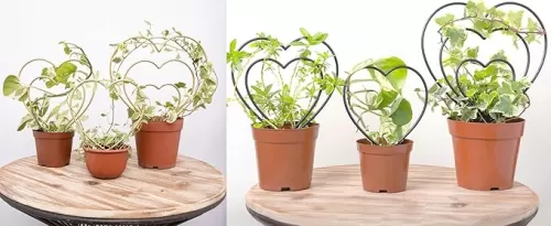 GOOOXIM Set of 6 Gold & Black Heart-Shaped Metal Frames Indoor Plant Trellis for Climbing Houseplants Like Hoya, Ivy, Pothos - Indoor & Outdoor Potted Plant Support
