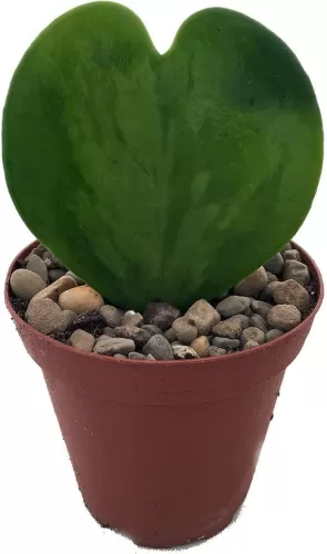 Amazing Sweetheart Waxplant - Hoya Kerri -2" Pot