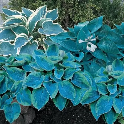 Blue Streak Hosta Mixture Bare Root for Planting - Perennial Blue Leaf Hosta, Bell Shaped Blooms & Heart Shaped Leaves| Easy to Grow and Low Maintenance (6 Pack)