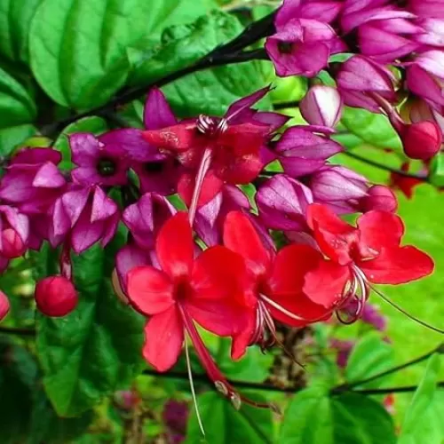 Pack 4 Clerodendrum Bleeding Heart Plants Live, 5-10 Inch Tall, Clerodendrum Bleeding Heart Vine, Bell Shaped Flowers (Red Purple Bleeding Heart)
