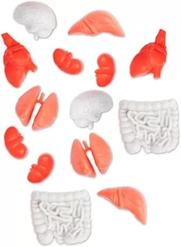 Accoutrements Itty Bitty Body Parts 14 Piece Set - Miniature Parts for Tiny Displays - Random Soft Vinyl Lungs Brain Heart Kidneys Liver