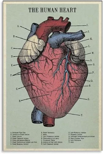 CZOURPVU Vintage Human Heart Anatomy Poster Heart Knowledge Canvas Art Aesthetic And Wall Art Picture Decor Poster12x18inch(30x45cm)