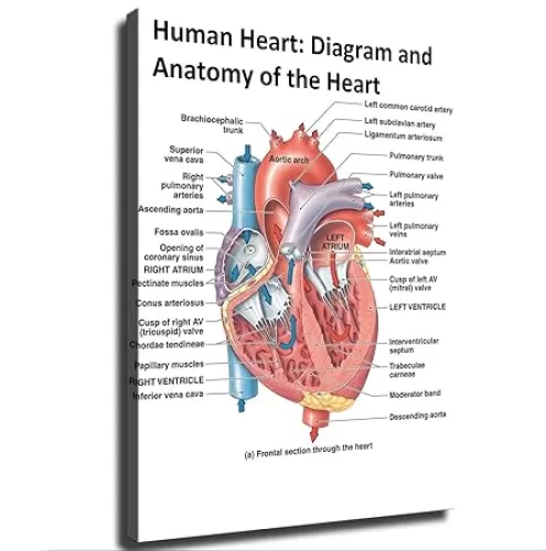 Diagram and Anatomy of The Heart Cardiology Knowledge Poster Canvas Wall Art Painting Print Painting Suitable for Bedroom Dormitory Living Room and Other Wall Decoration (08×10inch_Unframed)