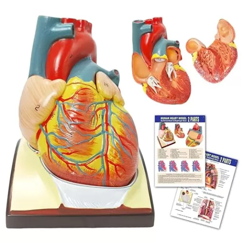 HADWYN Human Heart Model Life Size Medical Heart Model for Anatomy, 2 Part Heart Models Anatomy