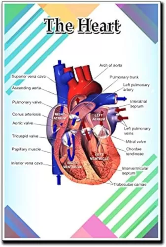 Human Heart Poster Quote Motivational Educational Inspirational School Elementary Homeschool 12-Inches by 18-Inches Print Wall Art CAP00125