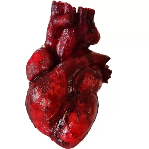 Life size Realistic Bloody cut out Anatomical Heart prop by Dead Head Props, Halloween prop, Horror prop decoration
