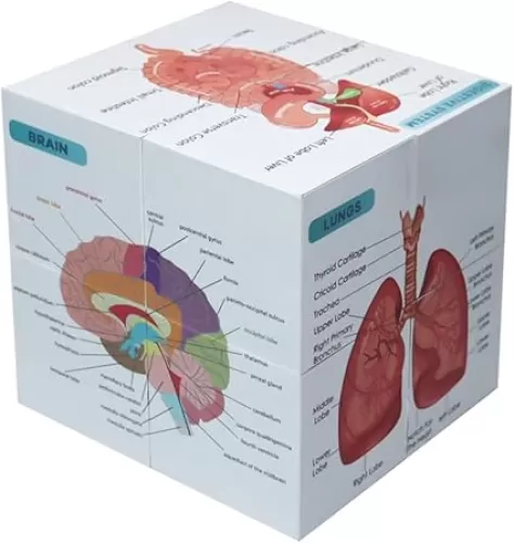 Medical Student Human Anatomy 3.93"Cube Anatomy Poster Set Heart, Brain, Lung, Stomach, Throat, Muscular, Skeletal, Digestive, Circulatory, Gifts For Medical Students, Nurse