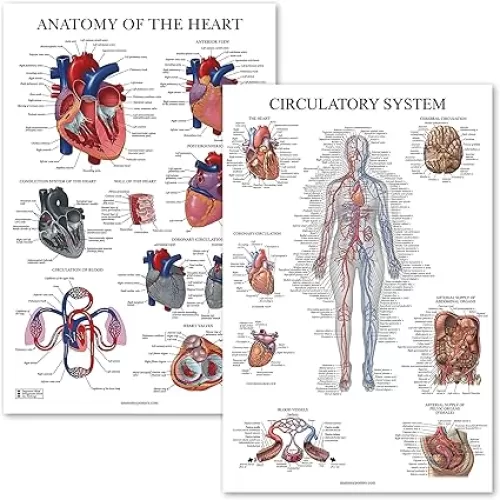 Palace Learning 2 Pack - Circulatory System & Heart Anatomy Posters - Set of 2 Anatomical Charts - Laminated 18" x 24"