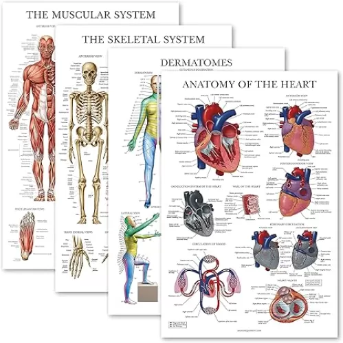Palace Learning 4 Pack - Anatomical Poster Set - Laminated - Muscular, Skeletal, Dermatomes, Heart Anatomy - Anatomy Chart Set (LAMINATED, 18” x 24”)