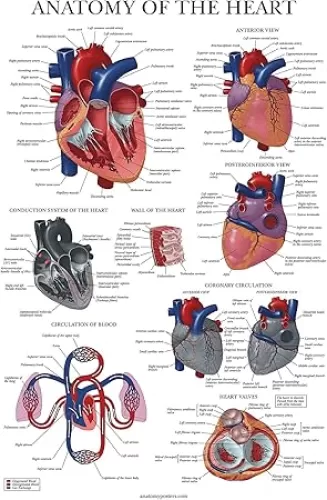Palace Learning Heart Anatomy Poster - LAMINATED - Anatomical Chart of the Human Heart - 18" x 24"