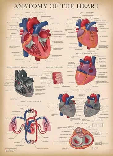 Palace Learning Vintage Heart Anatomy Poster - LAMINATED - Anatomical Chart of the Human Heart - 18" x 24"