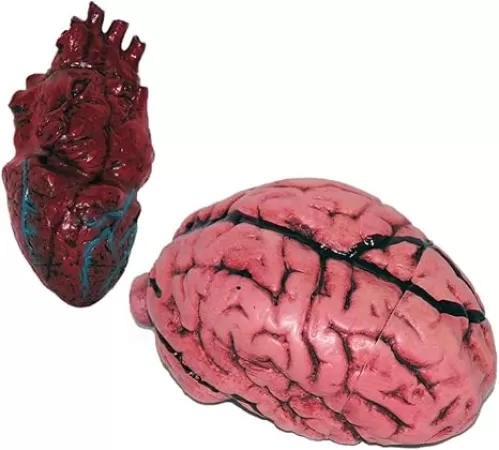 PMU Simulated Body Parts 2pc Set, Learning Resources Anatomy Brain and Heart, Classroom Demonstration Tools, Fake Heart, Fake Brain, Realistic Heart Halloween, Prank Toys (2/Pkg) Pkg/1 (13620-13623)