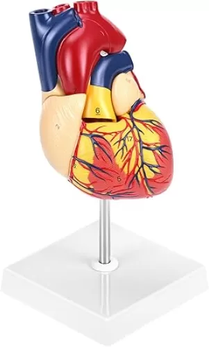 QWORK Human Heart Model, Anatomically Accurate Numbered 2-Part Life Size Heart Medical Model with 34 Anatomical Structures, Held Together with Magnets on Base
