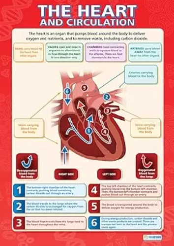 The Heart and Circulation Classroom Poster - EXTRA LARGE 33" x 23.5" - Gloss Paper - STEM Middle & High School Class Decoration - Wall Charts by Daydream Education.