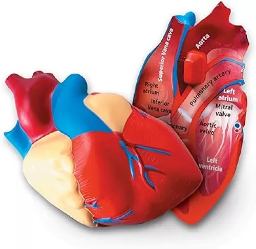 Learning Resources Cross-Section Human Heart Model - 2-Pieces, Grades 2+ | Ages 7+ Large Foam Classroom Demonstration Model, Anatomy for Kids, Science Exploration Kits