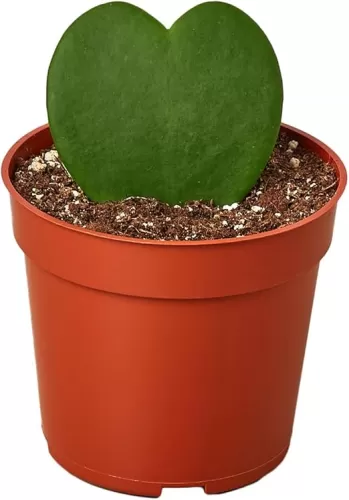 House Plant Shop | Hoya 