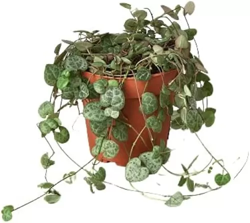 House Plant Shop | Succulent 'String of Hearts' - 4" Pot | Live Indoor Plant | Easy to Care | Natural Décor Plant | Great Gifts| Free Care Guide