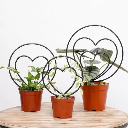 Hoya Plant Trellis Set of 3 - Durable Iron Mini Plant Supports for Indoor & Outdoor Use, Featuring Round & Heart Designs, Ideal for Climbing Plants and Houseplants